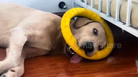 Adorable Labrador naps with toy halo in Sichuan, China