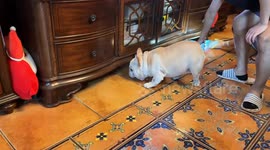 French bulldog determined to find missing toy in Zhejiang, China