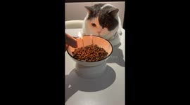 Cat startled by birthday candle and falls in Sichuan, China