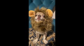 Dog in lion costume barks along to flute in Odesa, Ukraine