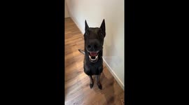 Dog growls along with owner’s singing in Arizona, USA