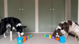 Border Collie vs Springer Spaniel Cup Stacking Race