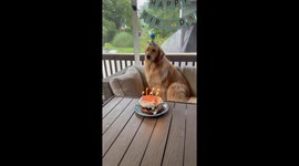 Toddler Takes Golden Retriever's Birthday Wish