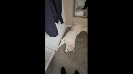 Guardian Dog Blocks Office Door