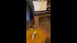 Halloween Kitty's Pumpkin Mocktail