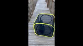 Cat Tumbles Down Ramp in Cube