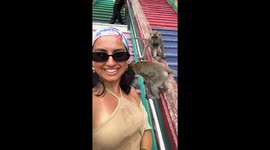 Monkey Grabs Woman's Earing