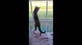 Kitten Miscalculates Her Step