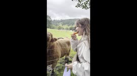 Girl Feeding the Highland Cow From the Mouth