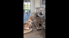 Kitten and Puppy Slingshot Teamwork
