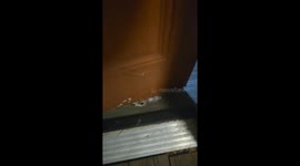 Cat Has Survival Instincts of a Door Stop