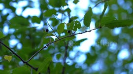 US: Alaska bans invasive cherry trees to protect its ecosystem