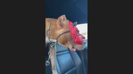 Pitbull wears funny mask inside car in Osnabrück, Germany