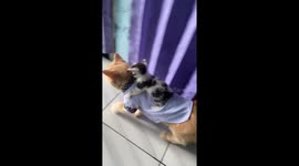 Adorable kitten clings to dressed cat in Jakarta, Indonesia