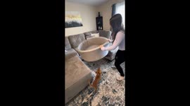 Puppy Gets Its Very Own Ball Pit