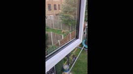 Fox Playing on Our Trampoline