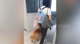 Sweet moment gentle therapy dog comforts sick patient at hospital