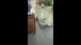 Pet pooch is desperate to play with doggo friend