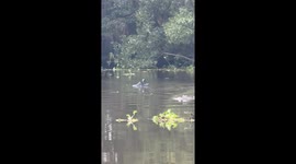 The Crocs Are in the Water