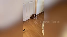 Silly pet Husky pokes head through hole in door