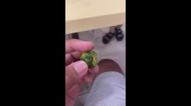 Baby scrunches up his face while eating lime for the first time