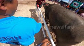 Jockey's nerve-wracking view at Thailand's annual buffalo racing festival