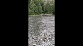 Salmon migration in full force at Dosewallips River in Washington, USA