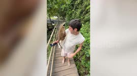 Curious monkey climbs on tourist and bites him