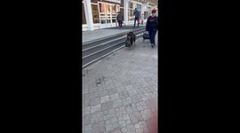 Woman walks dogs carrying groceries in Ulan-Ude, Russia