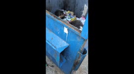 Raccoons caught in dumpster in Novi, Michigan, USA