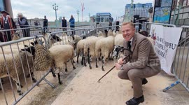 The annual Wooten’s Sheep Drive featured this year as guest of honour Countryfiles Adam Henson