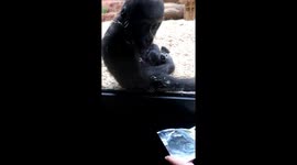 Baby gorilla Gaia's hilarious reaction to family photo album