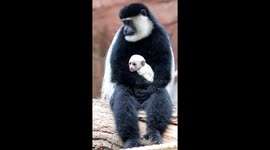 The newborn cub of Gueréza in the enclosure for the first time in front of visitors