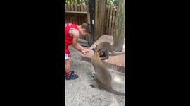 Feeding baby wallabies at the zoo!  Cute little furry animals that loved the food!