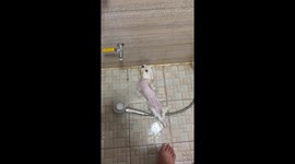 Jack the Cross Eyed Takes a Bath