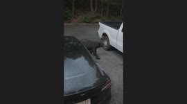Black Bear Looking for Snacks in Vehicles