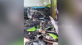 Rat snakes wrestle each other in mating ritual
