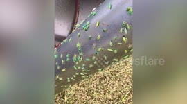 Hundreds of green bugs seen covering tractor