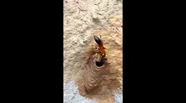 Watch 'nature's architect' at work - mud dauber wasp builds nest out of clay