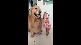 Toddler leans on Golden Retriever as she learns to stand