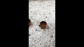 The big snail is drinking water and the kitten is shocked and watching