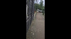German shepherd startled by playful poke in Tbilisi, Georgia