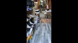 Cat carries kitten into store in Casablanca, Morocco