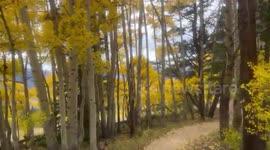 Stunning autumn colors along Hotdog Trail in Crested Butte, Colorado, USA