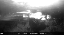 Three-day hunt for rare animal that escaped zoo over - as it walks back in