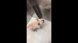 Excited French bulldog rushes out of elevator in Sichuan, China