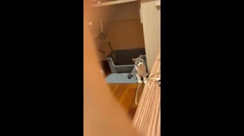 Timid cat playfully dodges and returns to owner in Gansu, China