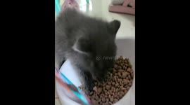 Greedy kitten protects its food in Henan, China