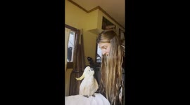 Sulphur-crested cockatoo screams dramatically when owner leaves in Byron Bay, Australia