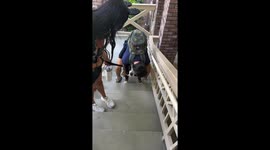 Dog refuses to climb stairs at Disney Hotel, Orlando, Florida, USA